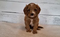 Reserved , a male Cavapoo for sale in Hancock, MN – 1 of 3