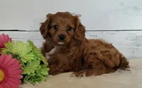 COMING SOON!, a  Cavapoo for sale in Hancock, MN – 3 of 4