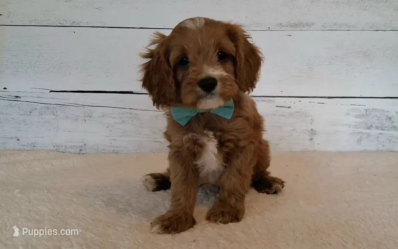 Reserved  – Cavapoo puppy for sale in Hancock, MN