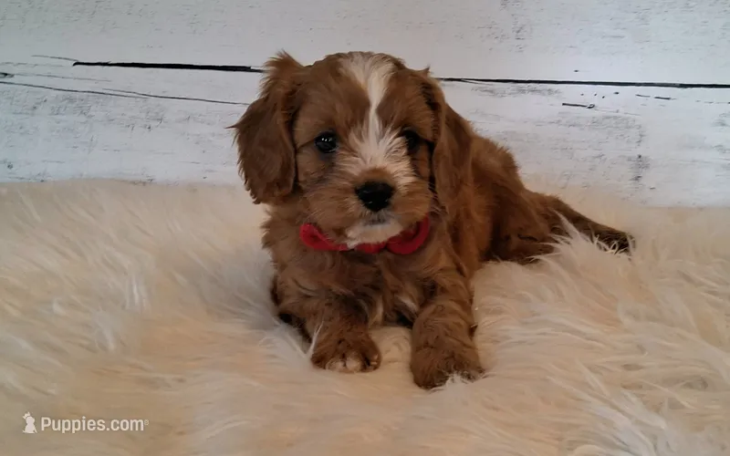 Donald (moderate underbite) – Cavapoo puppy for sale in Hancock, MN
