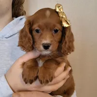 Reserved, a female Cavapoo for sale in Hancock, MN – Photo 1 of 3