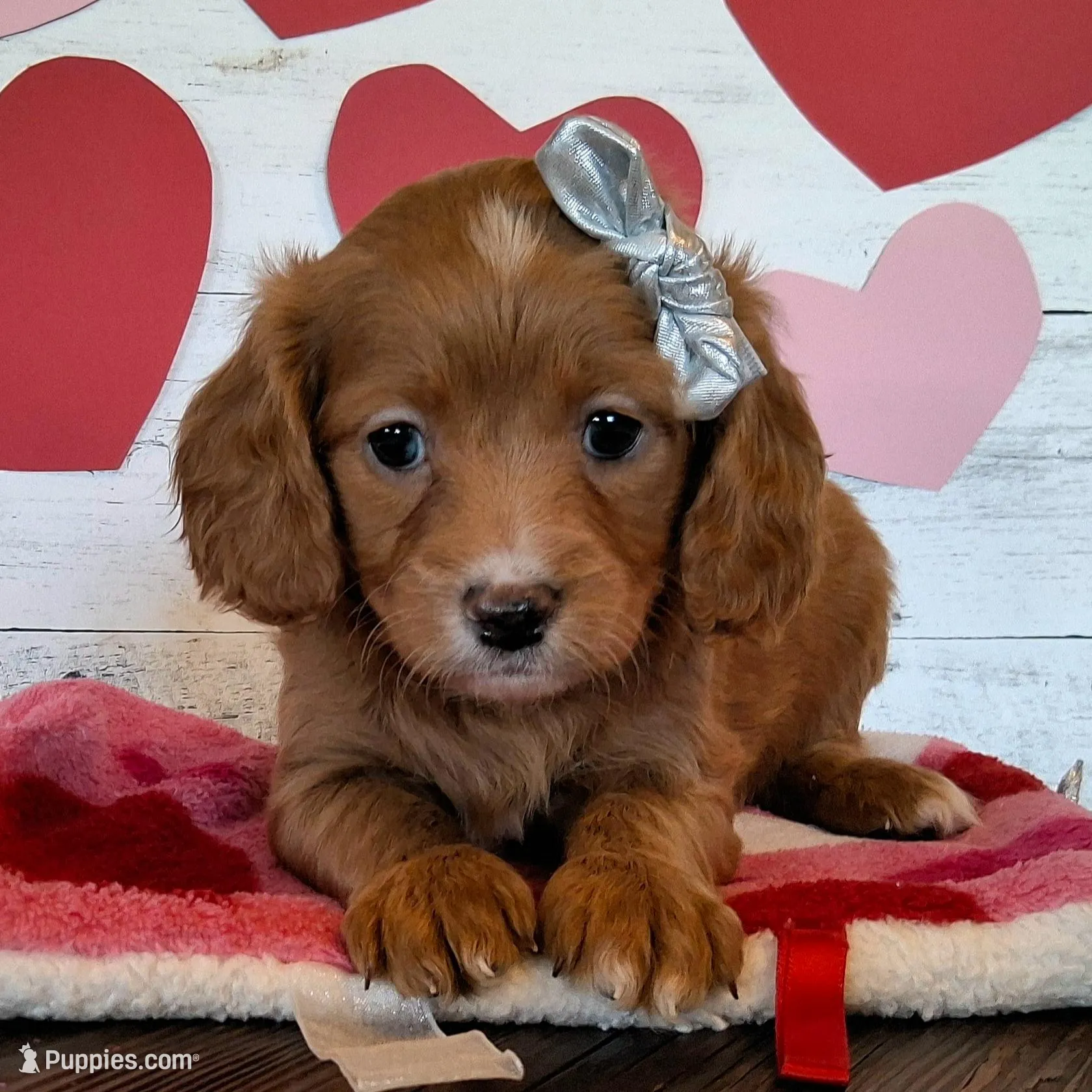 Angel, a female Cavapoo for sale in Hancock, MN – Photo 2 of 2