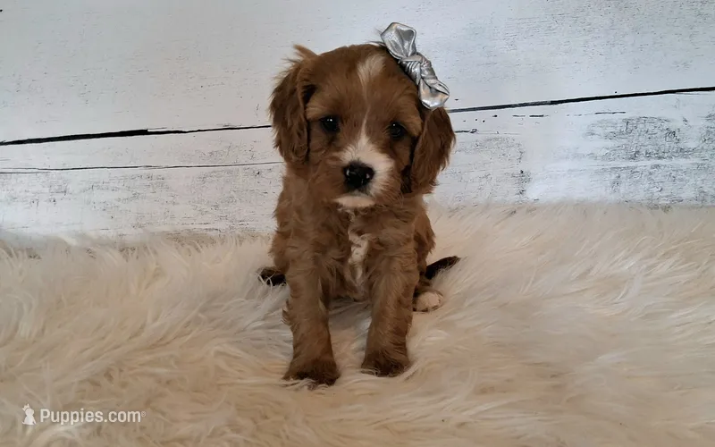 Reserved  – Cavapoo puppy for sale in Hancock, MN