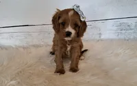Reserved , a female Cavapoo for sale in Hancock, MN – 5 of 6