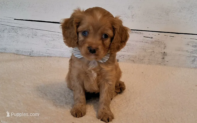 Tigger – Cavapoo puppy for sale in Hancock, MN