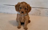 Reserved , a male Cavapoo for sale in Hancock, MN – 3 of 5