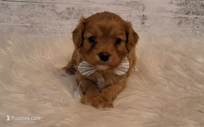 Reserved  – Cavapoo puppy for sale in Hancock, MN