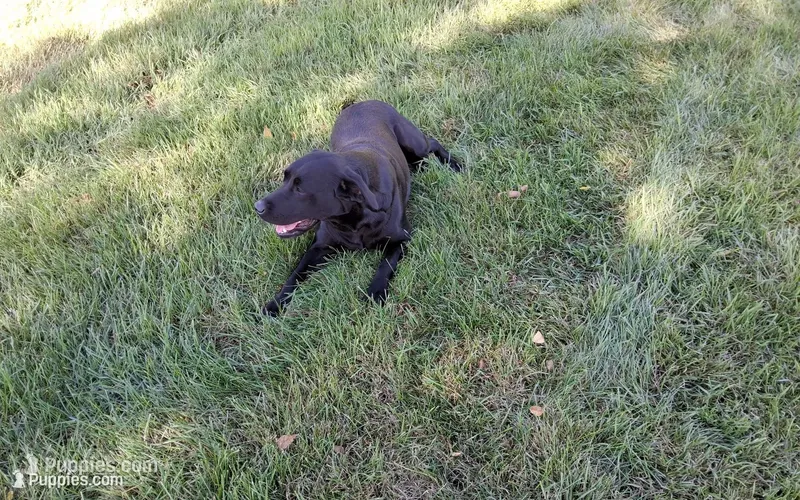 Lila – Labrador Retriever puppy for sale in Hancock, MN