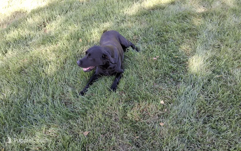 Lila – Labrador Retriever puppy for sale in Hancock, MN