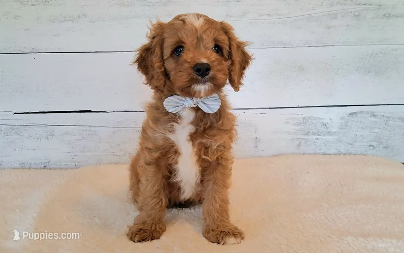 Reserved  – Cavapoo puppy for sale in Hancock, MN