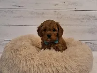 JUST ARRIVED!, a male Cavapoo for sale in Hancock, MN – Photo 2 of 2