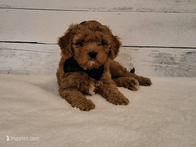 JUST ARRIVED! – Cavapoo puppy for sale in Hancock, MN