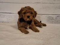 JUST ARRIVED!, a male Cavapoo for sale in Hancock, MN – Photo 1 of 2
