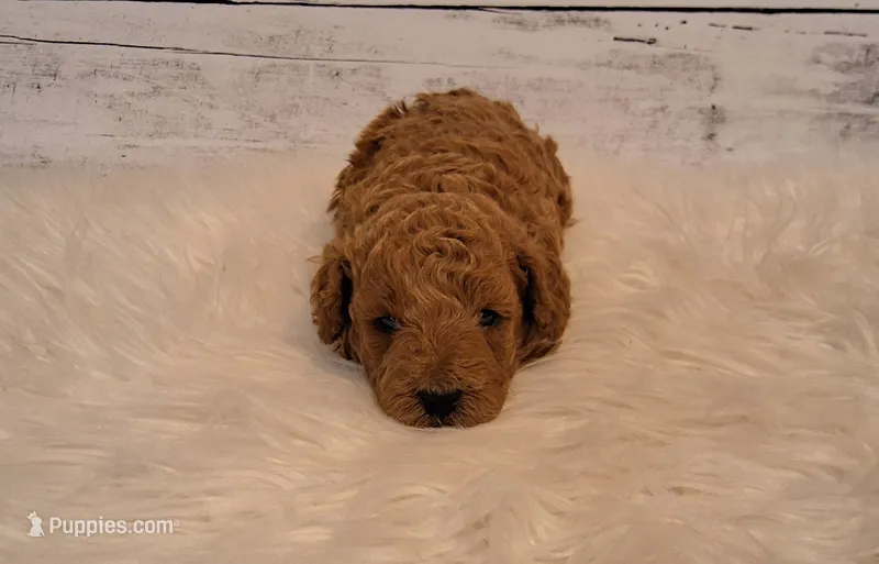 7-11 lbs. – Poodle - Toy , Poodle - Miniature  puppy for sale in Hancock, MN