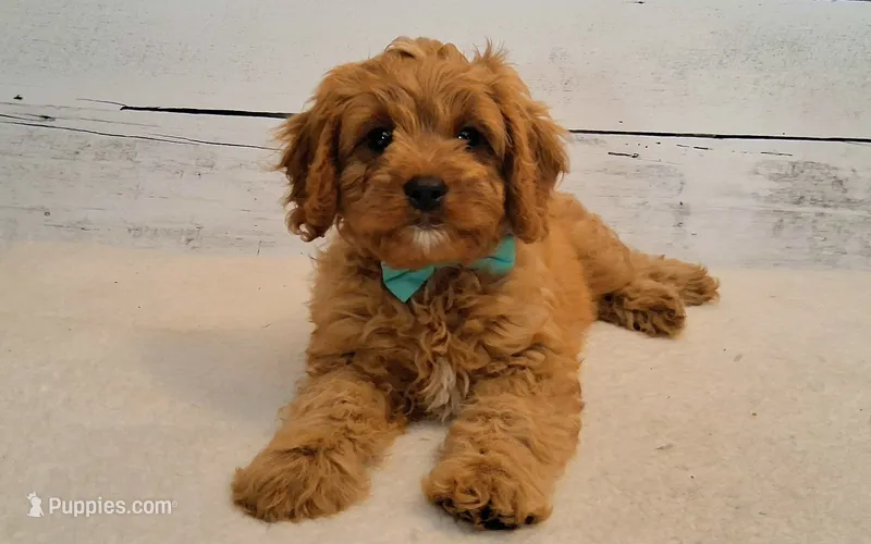 LOUIE  – Cavapoo puppy for sale in Hancock, MN