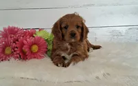 COMING SOON!, a  Cavapoo for sale in Hancock, MN – 1 of 4
