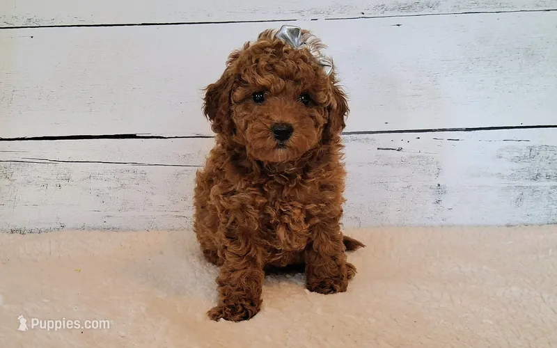 Reserved  – Poodle - Miniature  puppy for sale in Hancock, MN