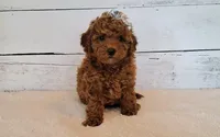 Reserved , a female Poodle - Toy  and Poodle - Miniature  for sale in Hancock, MN – 2 of 5