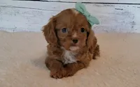 Reserved , a female Cavapoo for sale in Hancock, MN – 2 of 4