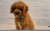 LOUIE , a male Cavapoo for sale in Hancock, MN – 2 of 6