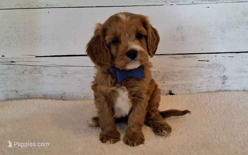 Reserved  – Cavapoo puppy for sale in Hancock, MN