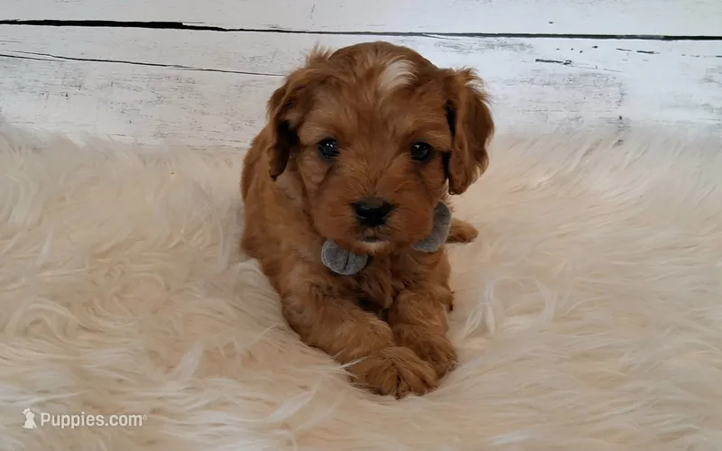 LOUIE – Cavapoo puppy for sale in Hancock, MN