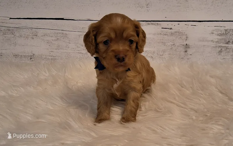 Tigger – Cavapoo puppy for sale in Hancock, MN