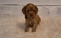 Tigger, a male Cavapoo for sale in Hancock, MN – 1 of 1