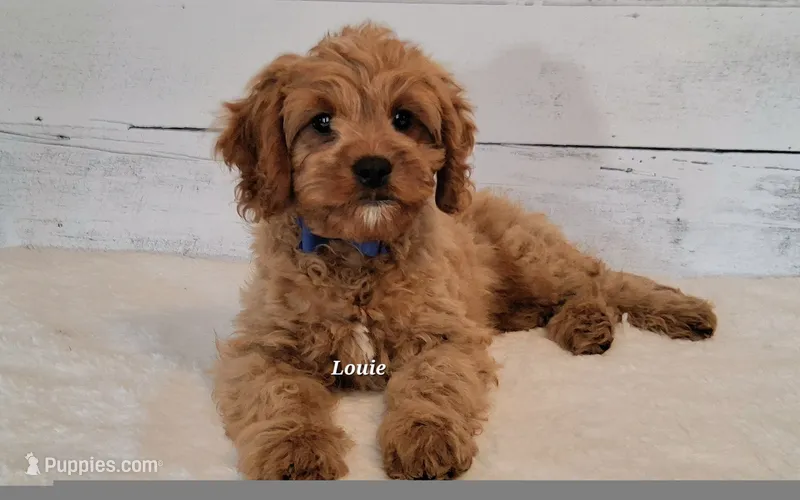 LOUIE  – Cavapoo puppy for sale in Hancock, MN