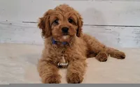 Reserved , a male Cavapoo for sale in Hancock, MN – 1 of 7
