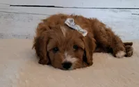 Reserved , a female Cavapoo for sale in Hancock, MN – 3 of 6