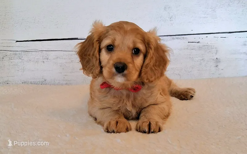 Winnie – Cavapoo puppy for sale in Hancock, MN