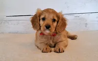 Winnie, a male Cavapoo for sale in Hancock, MN – 3 of 5