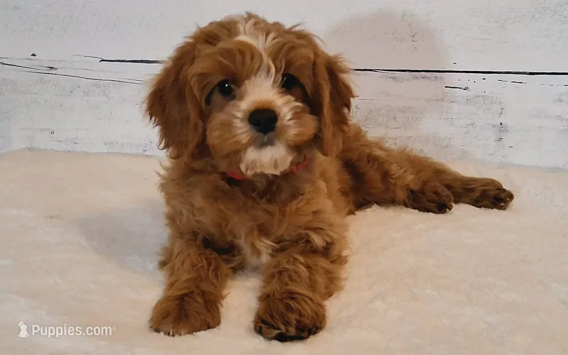 Reserved  – Cavapoo puppy for sale in Hancock, MN