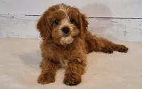 Reserved , a male Cavapoo for sale in Hancock, MN – 1 of 7