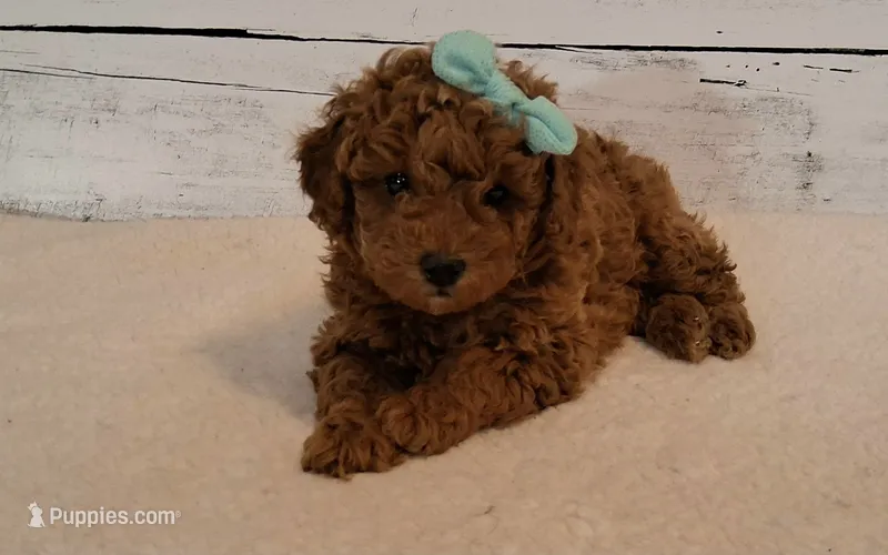 Reserved  – Poodle - Miniature  puppy for sale in Hancock, MN