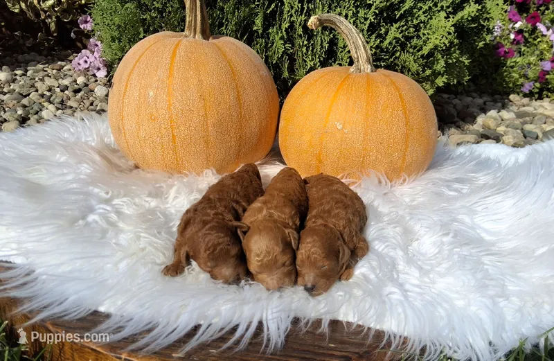 7-11 lbs. – Poodle - Toy , Poodle - Miniature  puppy for sale in Hancock, MN
