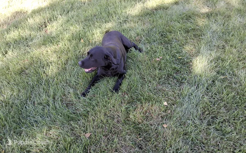 Lila – Labrador Retriever puppy for sale in Hancock, MN