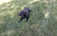 Lila, a female Labrador Retriever for sale in Hancock, MN – 1 of 1