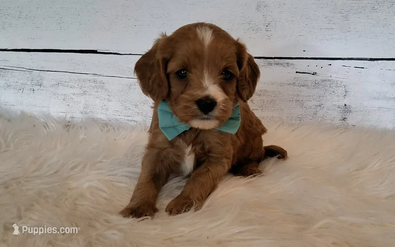 HUEY – Cavapoo puppy for sale in Hancock, MN