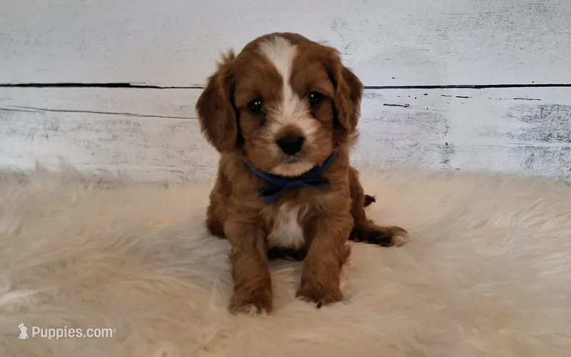 Donald – Cavapoo puppy for sale in Hancock, MN