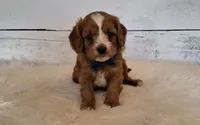 Donald (moderate underbite), a male Cavapoo for sale in Hancock, MN – 2 of 3