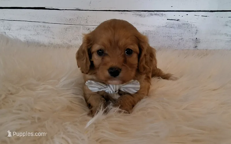 Reserved  – Cavapoo puppy for sale in Hancock, MN