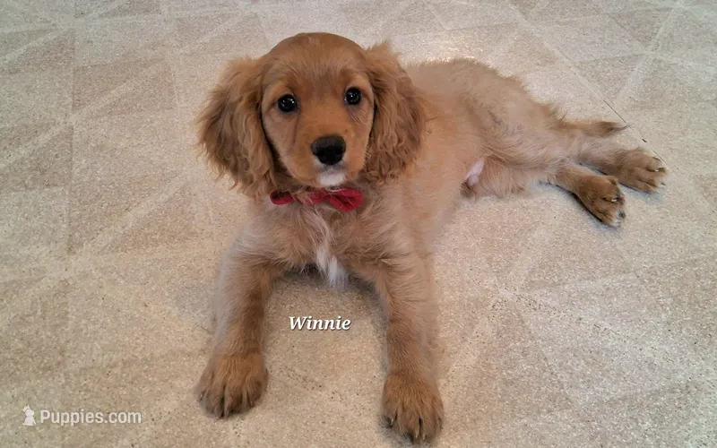 Winnie – Cavapoo puppy for sale in Hancock, MN