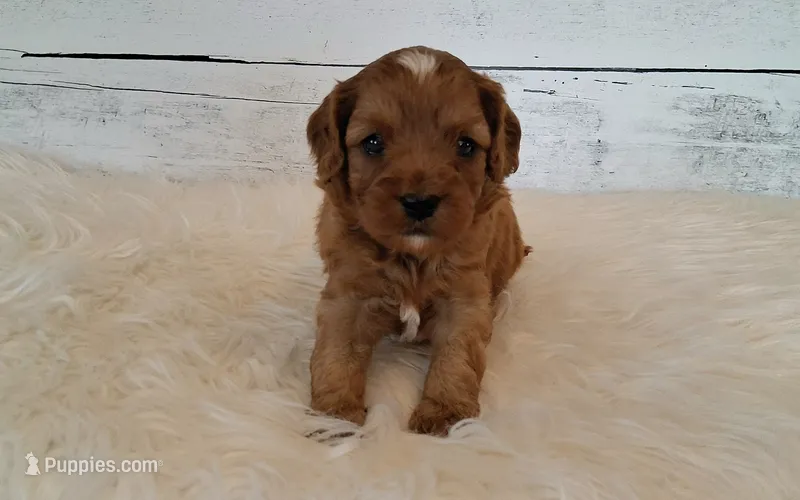 LOUIE – Cavapoo puppy for sale in Hancock, MN