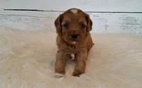 LOUIE, a male Cavapoo for sale in Hancock, MN – 1 of 1