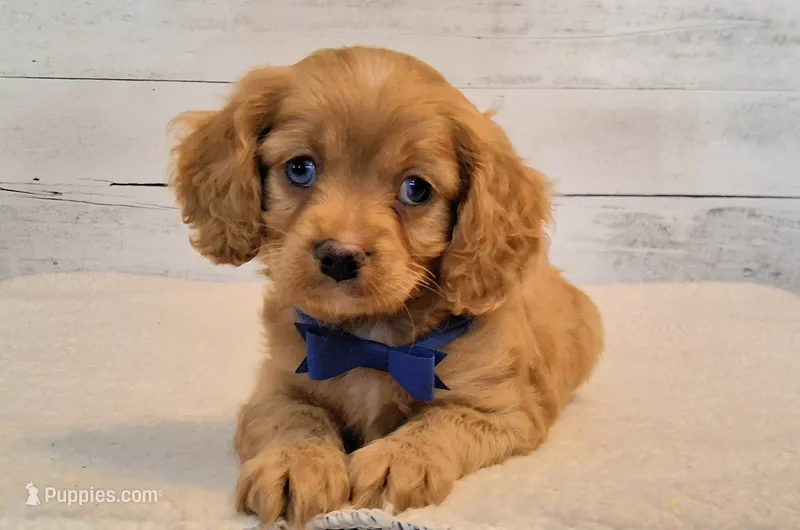Tigger – Cavapoo puppy for sale in Hancock, MN