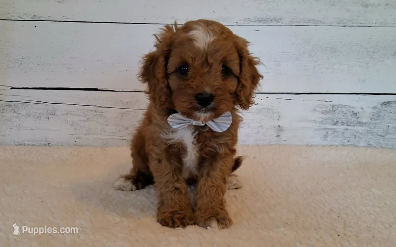 Reserved  – Cavapoo puppy for sale in Hancock, MN