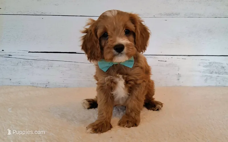Reserved  – Cavapoo puppy for sale in Hancock, MN
