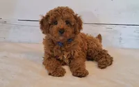 Reserved , a male Poodle - Toy  and Poodle - Miniature  for sale in Hancock, MN – 1 of 6